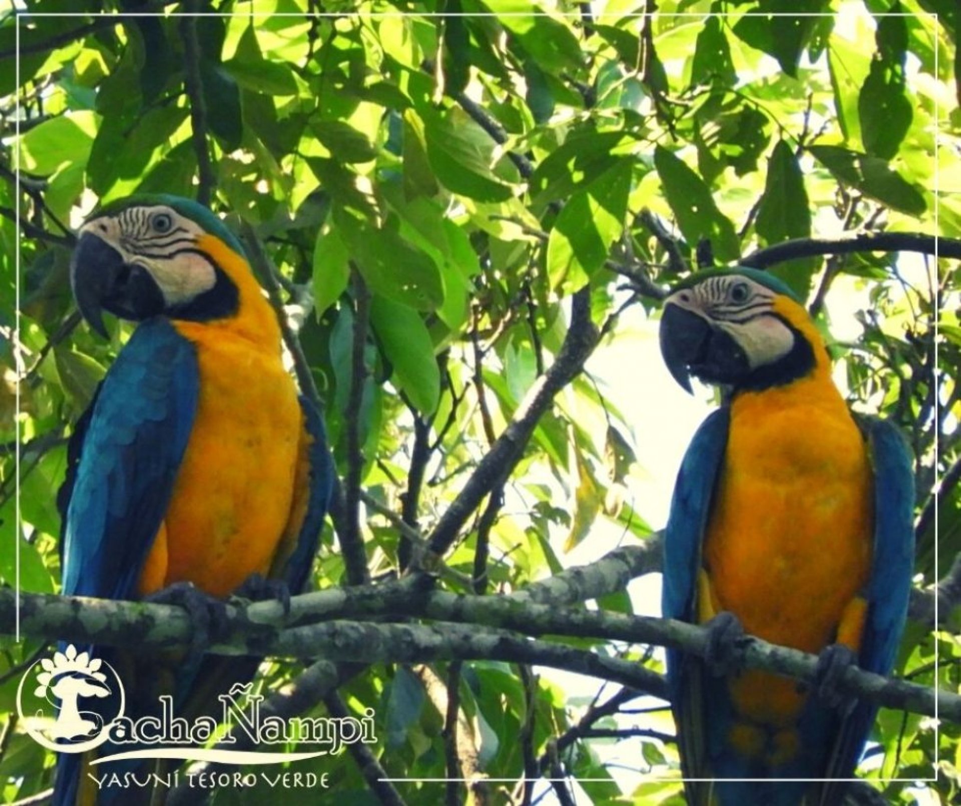 Sacha Ñampi Ecolodge- Tour Yasuní Amazonia Ecuador