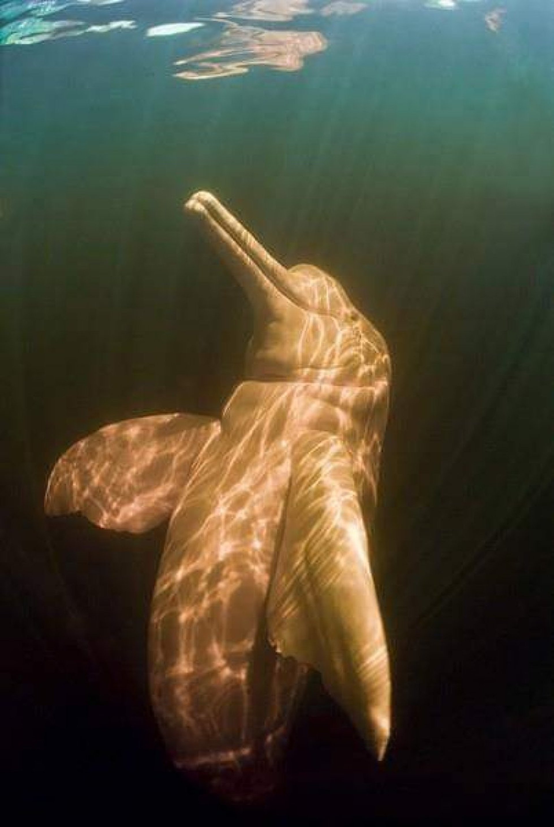 Sacha Ñampi Ecolodge- Tour Yasuní Amazonia Ecuador