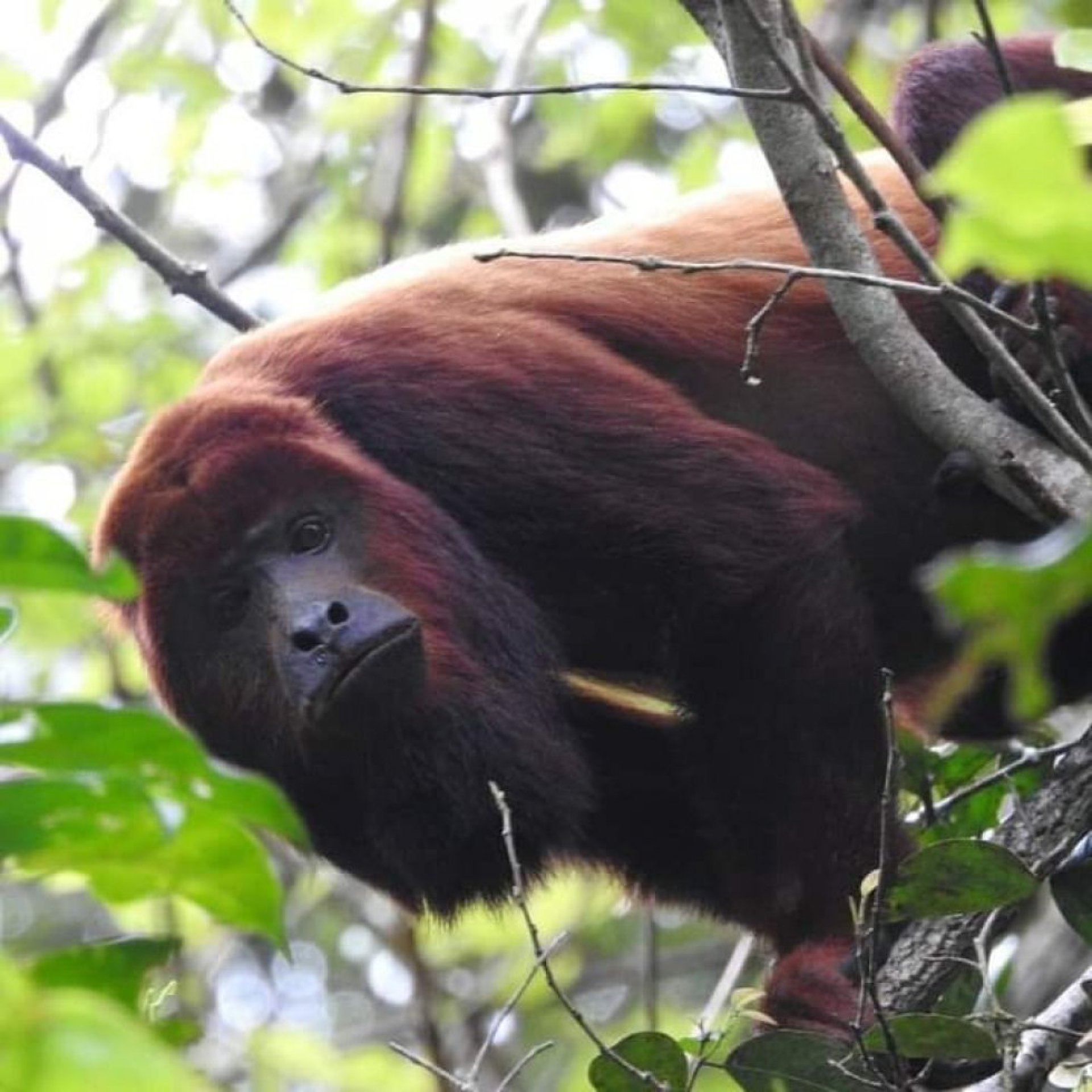 Sacha Ñampi Ecolodge- Tour Yasuní Amazonia Ecuador