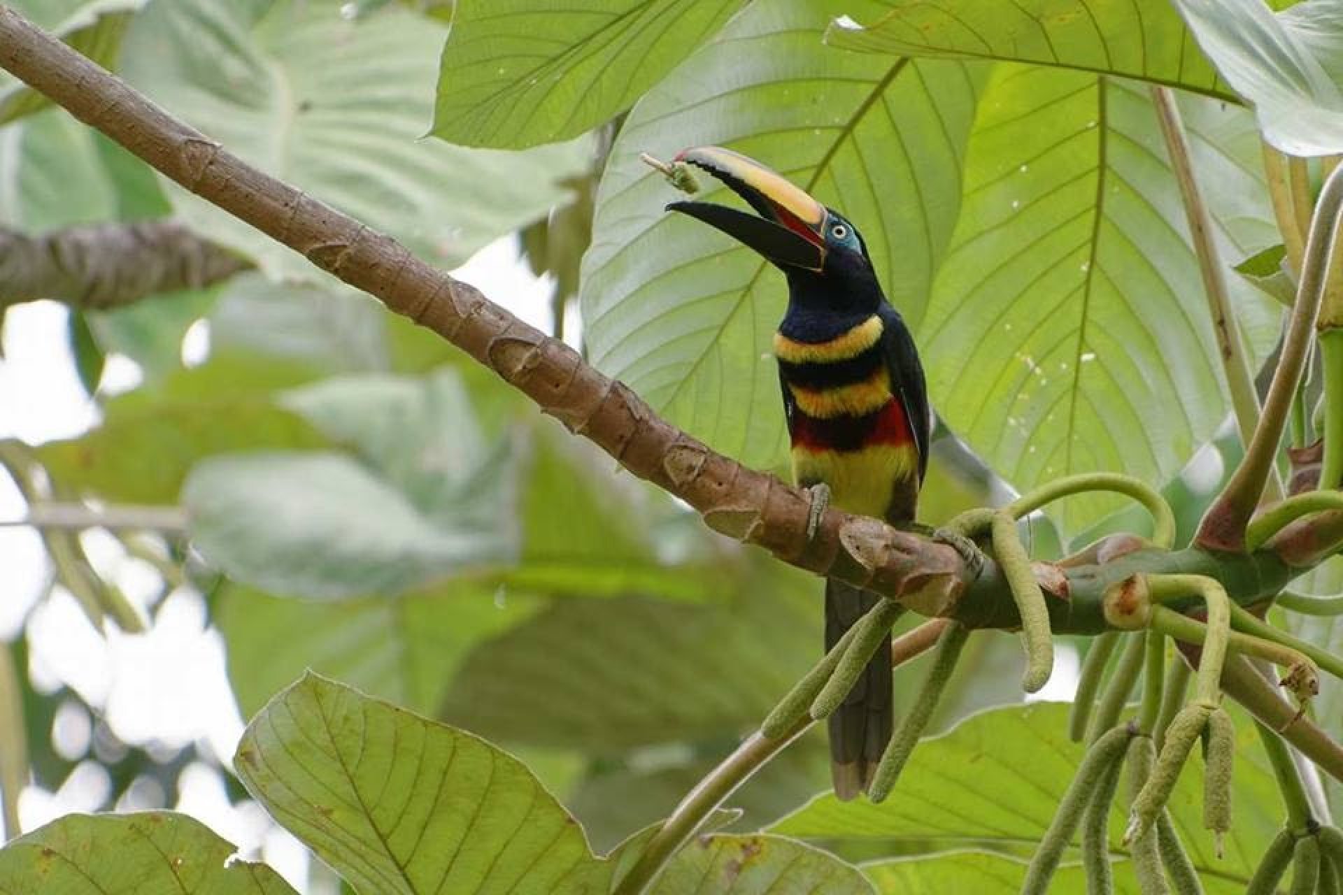 Cuyabeno 4 Días - 3 Noches