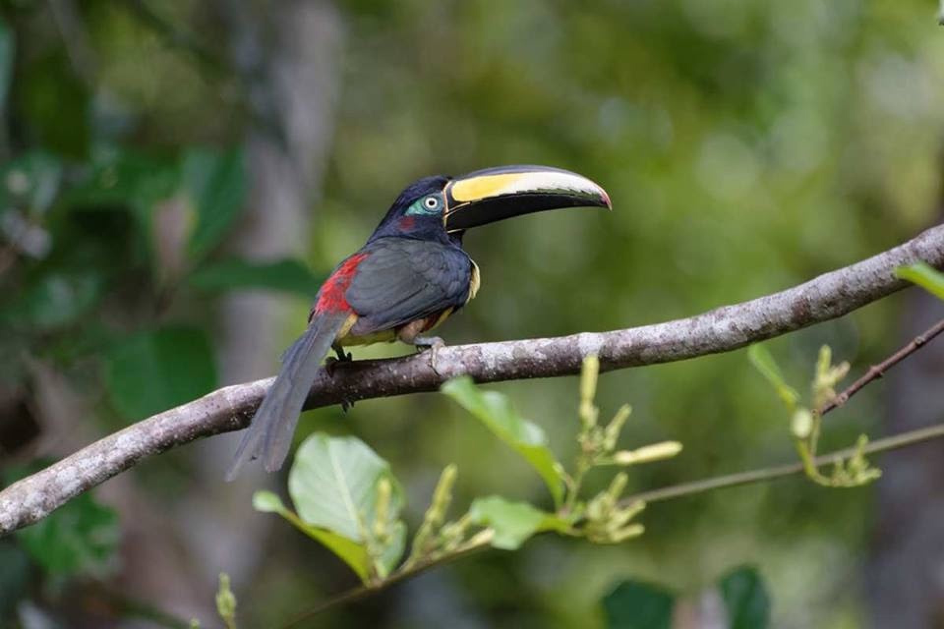 Cuyabeno 3 Días - 2 Noches