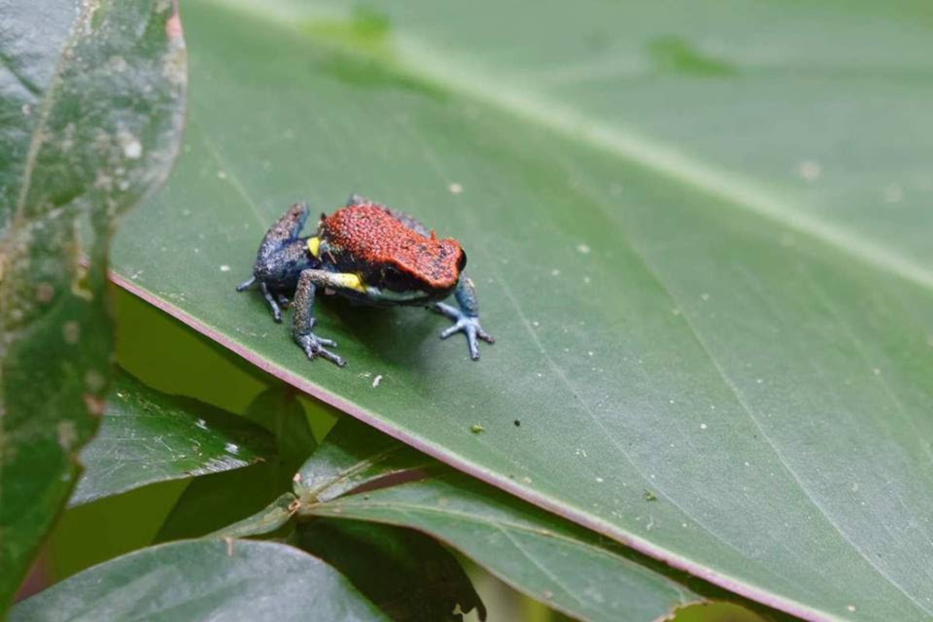 Cuyabeno 4 Días - 3 Noches