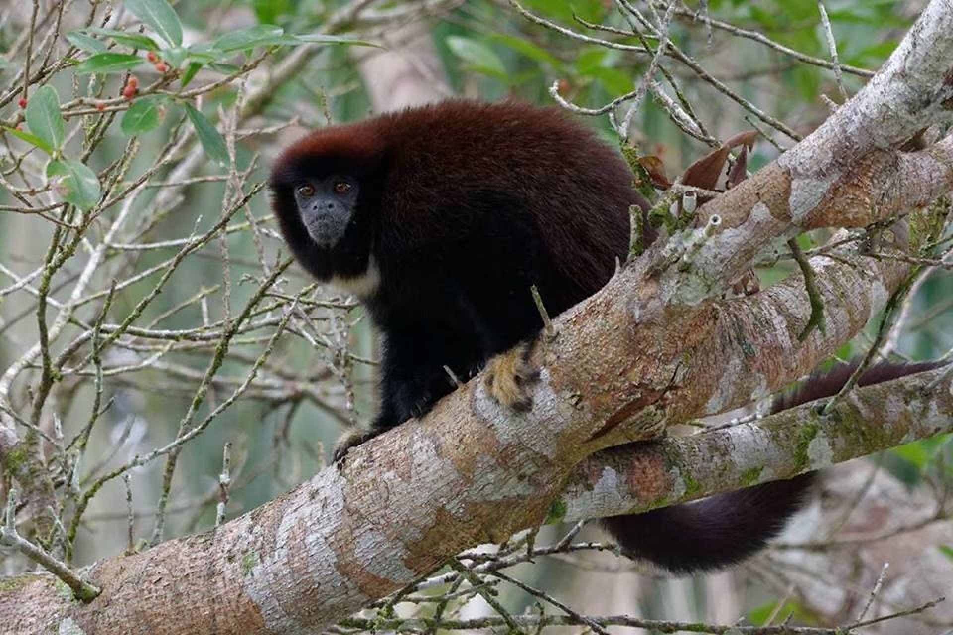 Cuyabeno 4 Días - 3 Noches