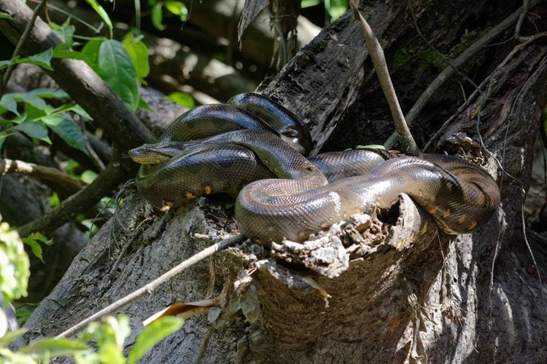 Cuyabeno 4 Días - 3 Noches