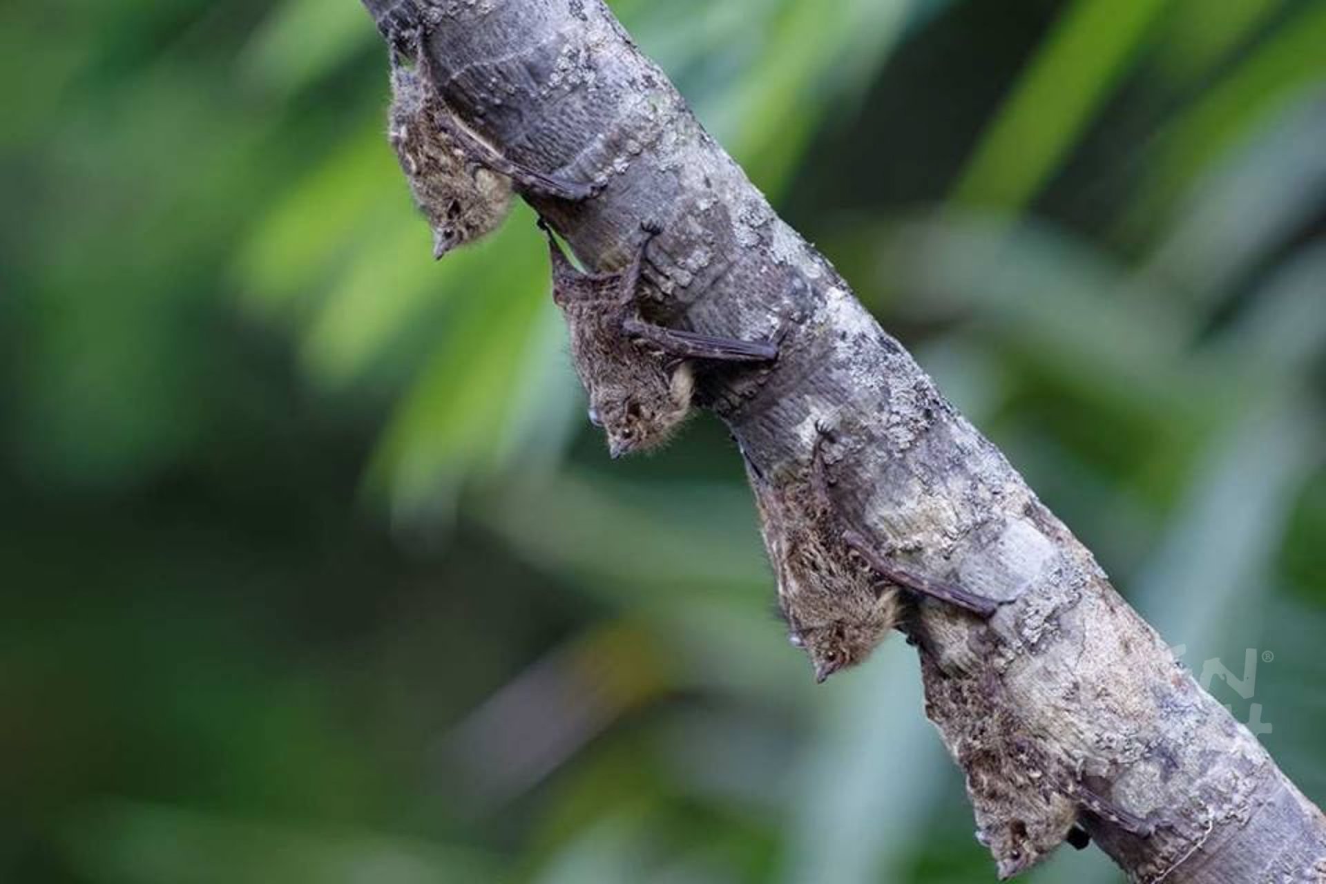 Cuyabeno 5 Días - 4 Noches