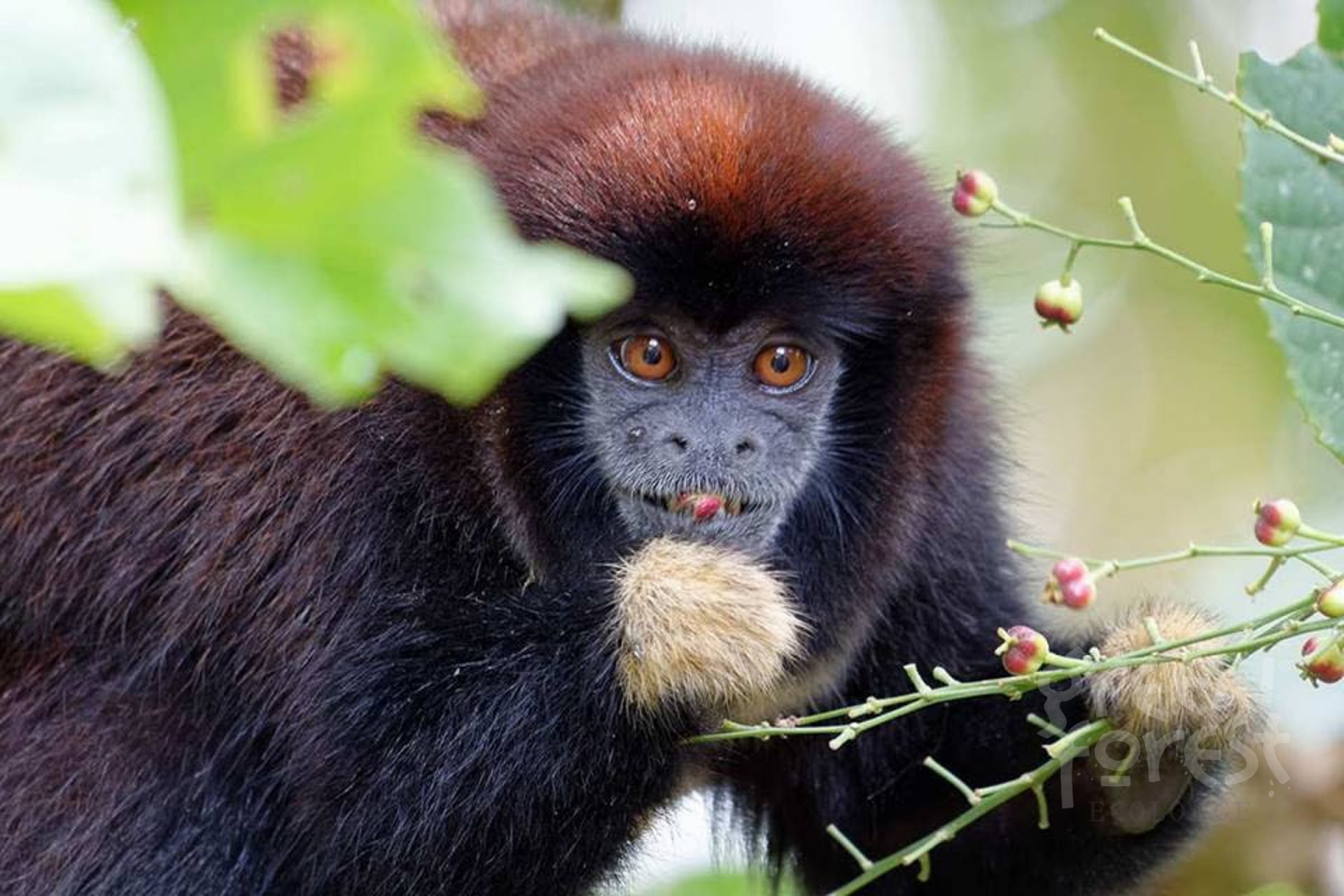 Cuyabeno 5 Días - 4 Noches