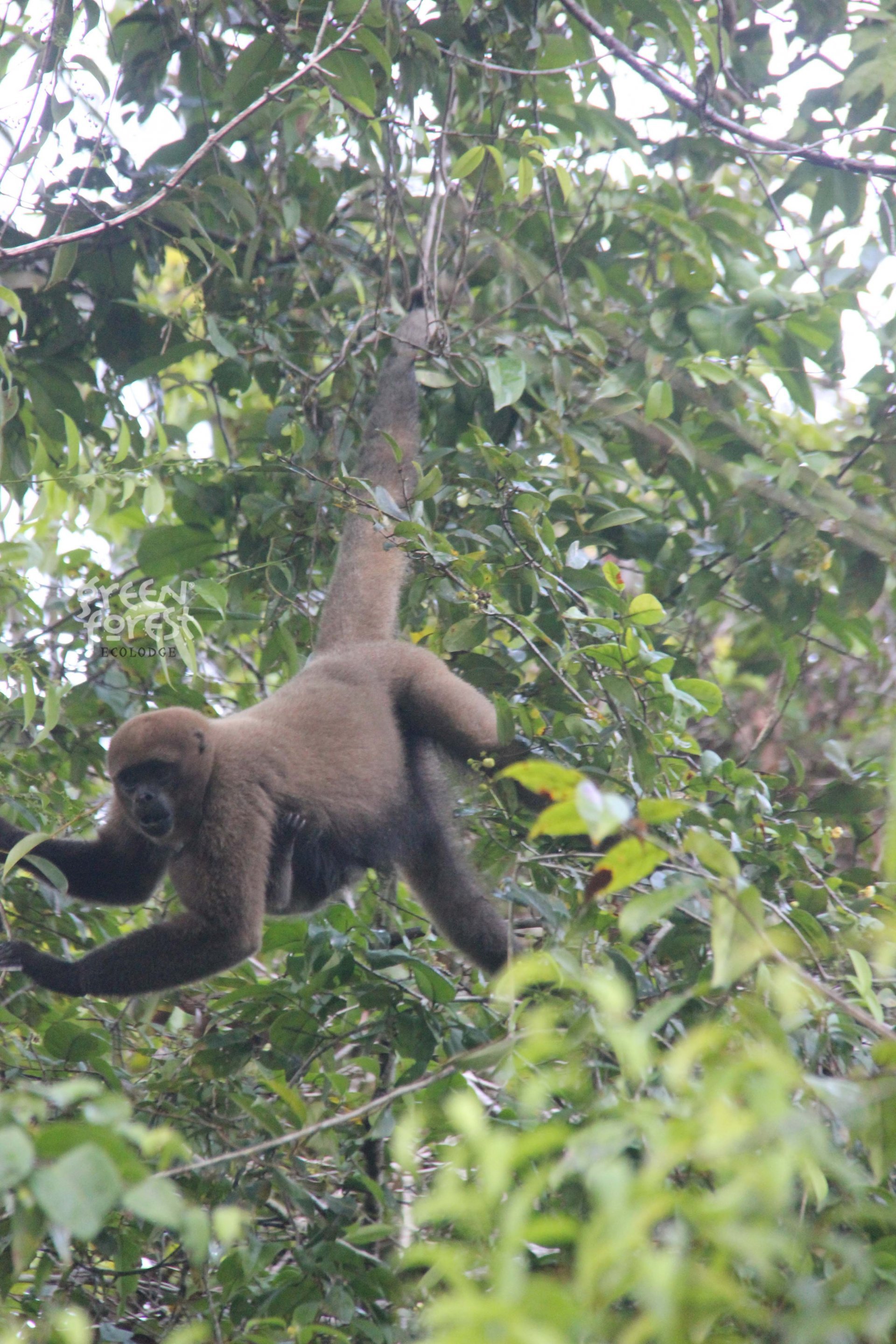 Cuyabeno 5 Días - 4 Noches