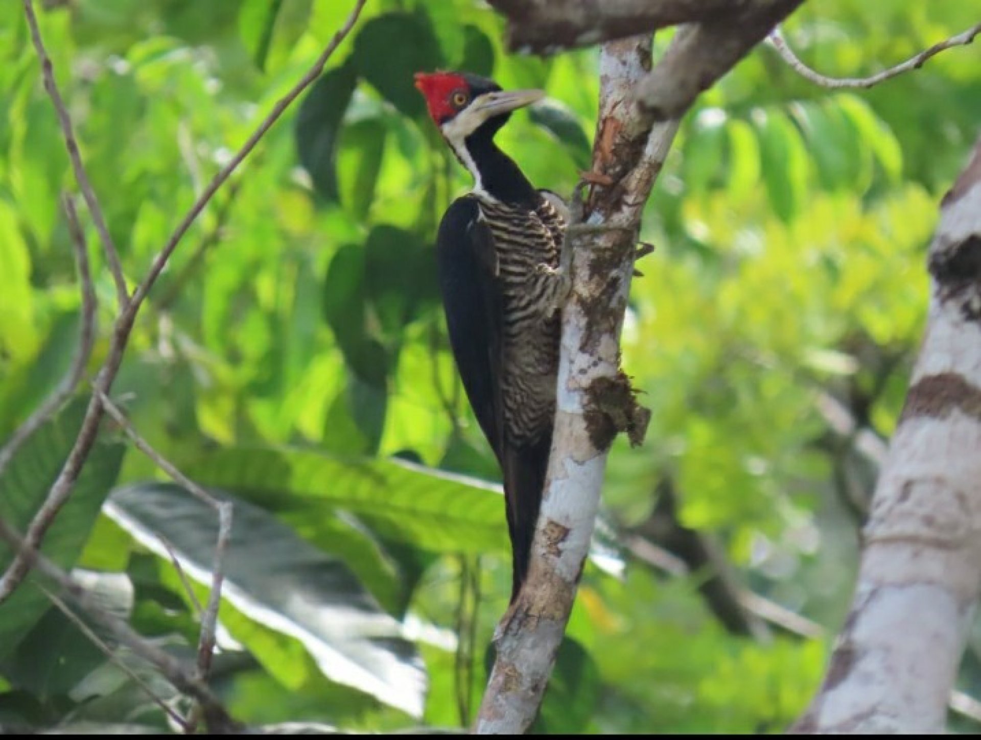 Yasuní 4 Días -3 Noches