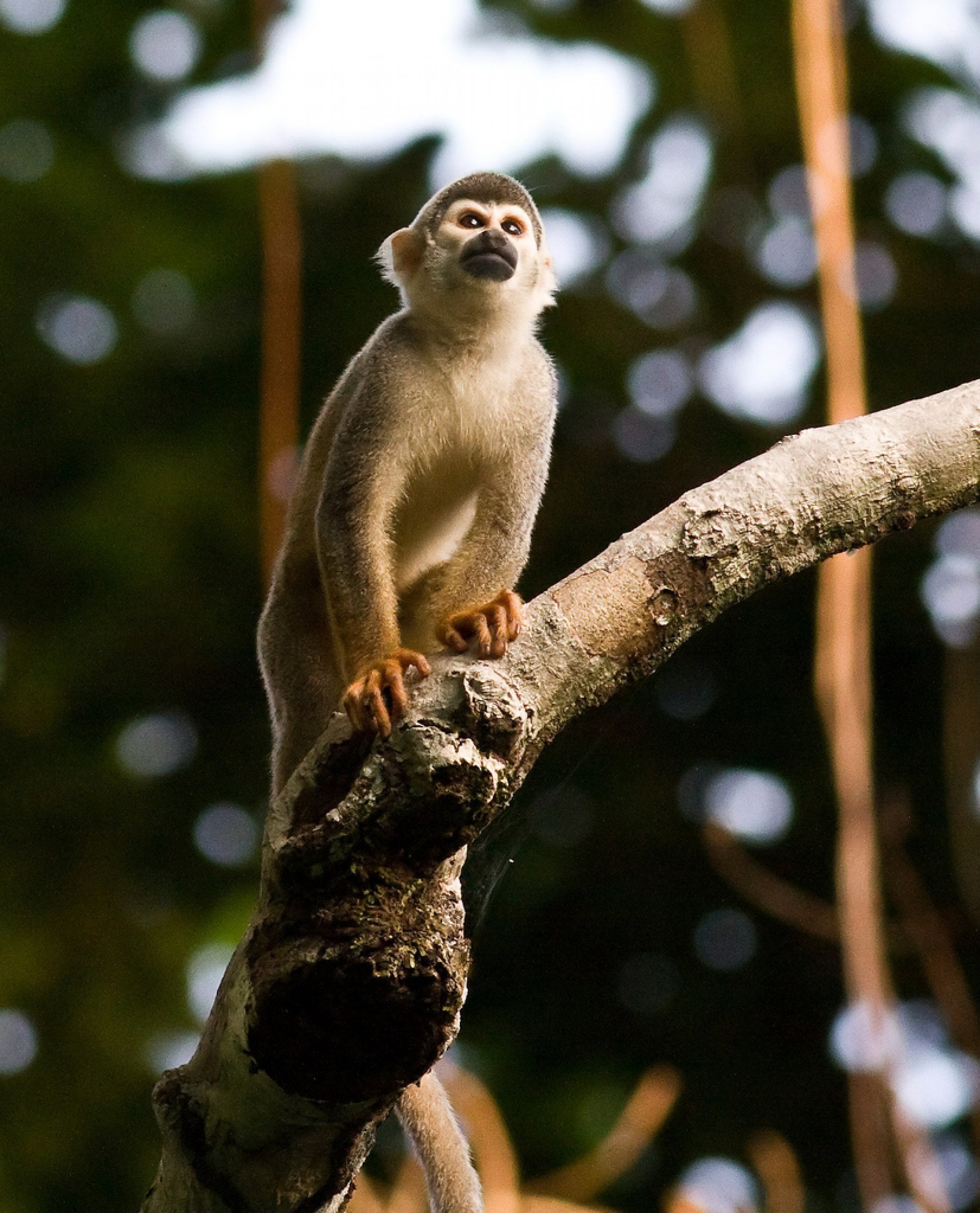 Yasuní 5 Días - 4 Noches