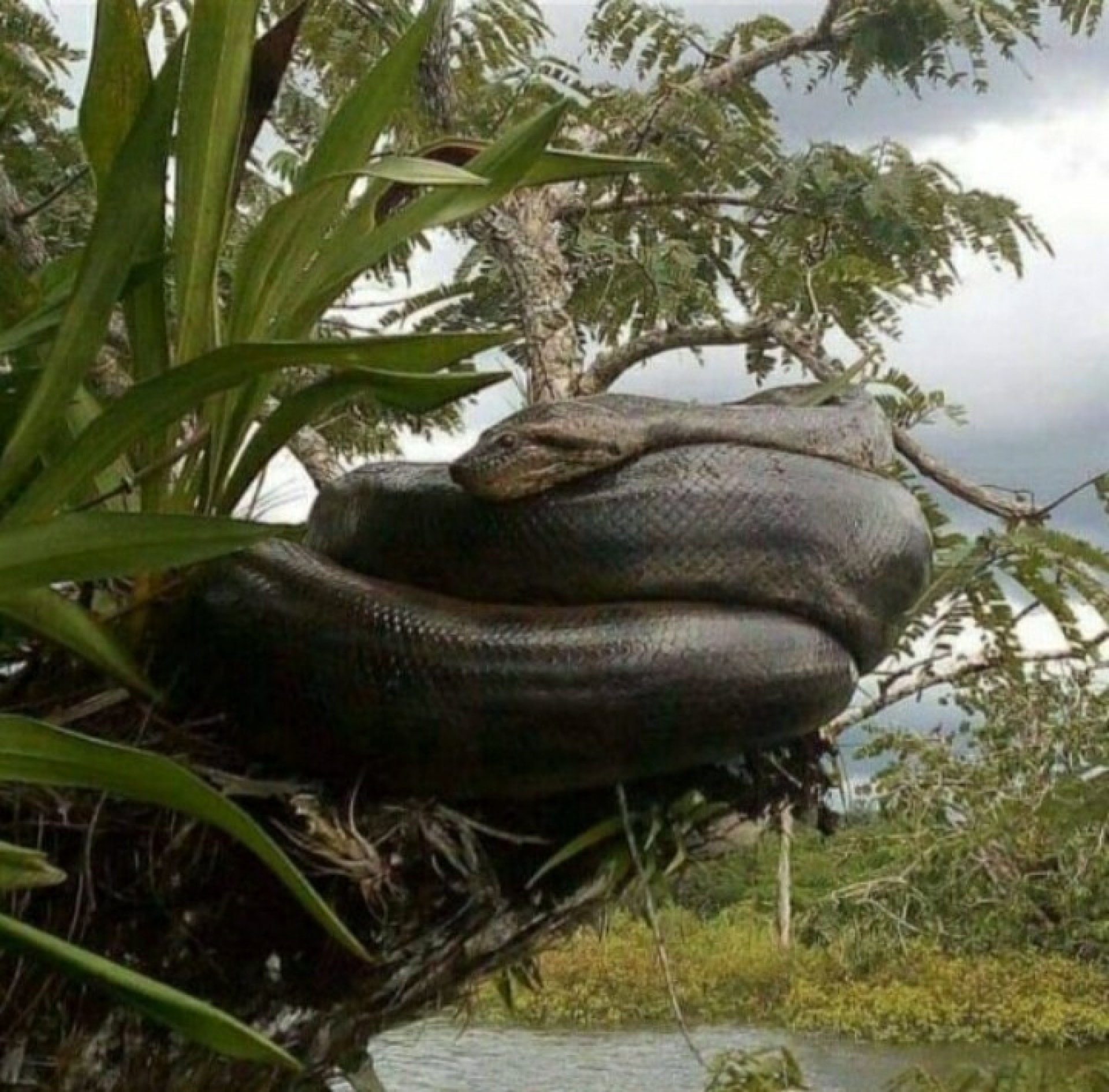 Yasuní 5 Días - 4 Noches