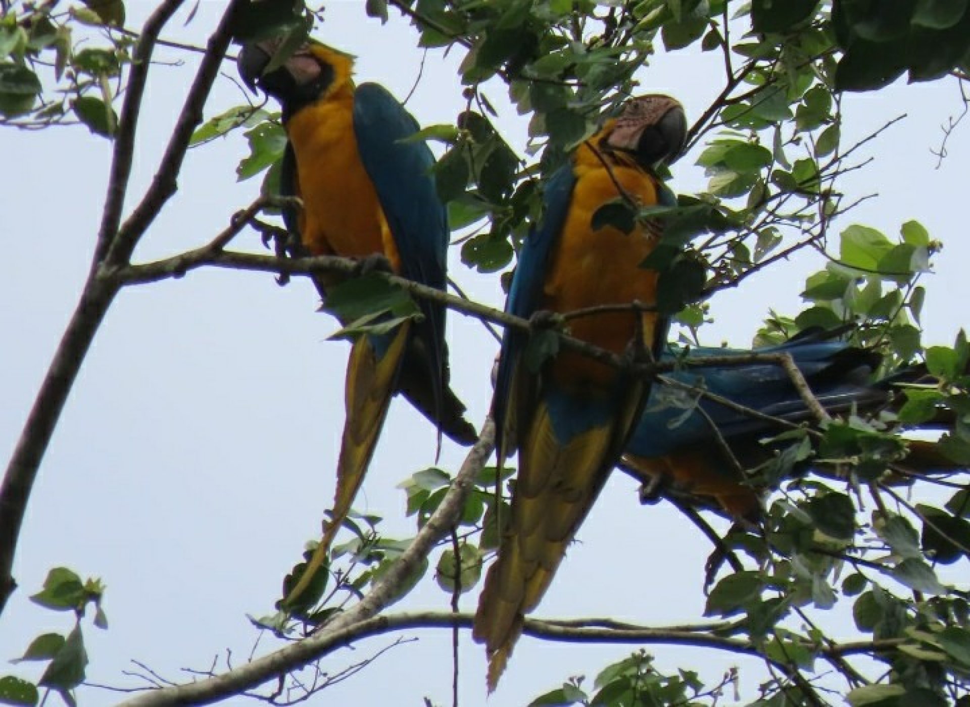 Yasuní 3 Días - 2 Noches